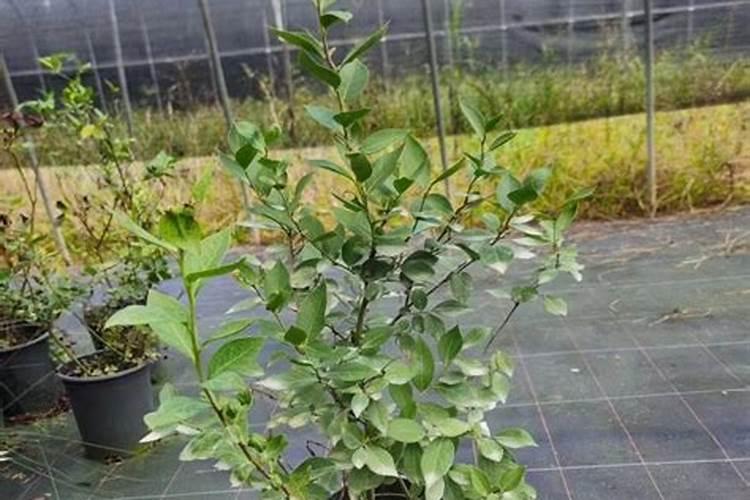 蓝莓苗能用磷酸二氢钾？