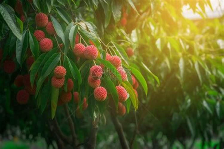 荔枝施什么肥料最好