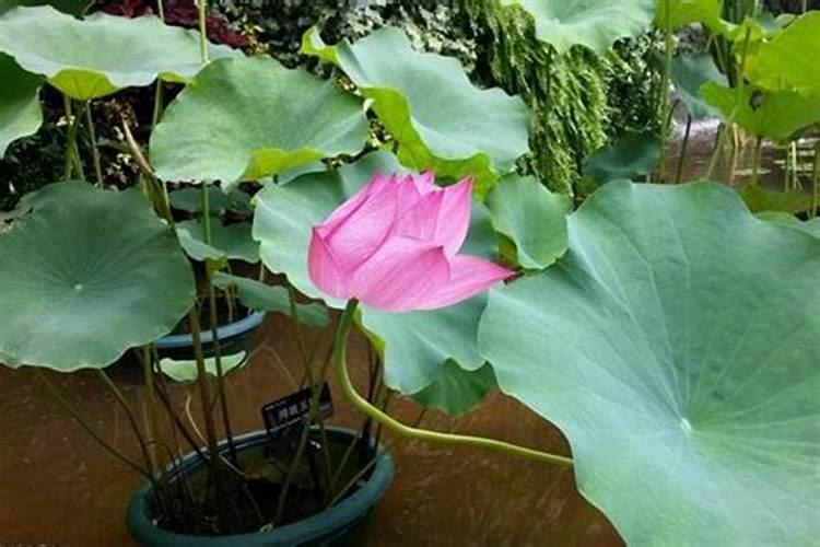 荷花只长叶子不开花原因及处理方法