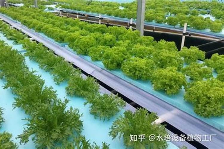 口红吊兰怎么养才能更旺盛