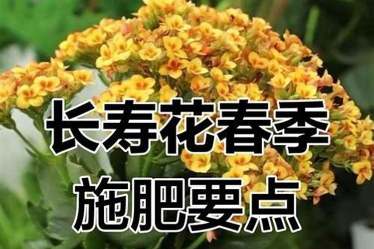 氮肥适用哪些花卉