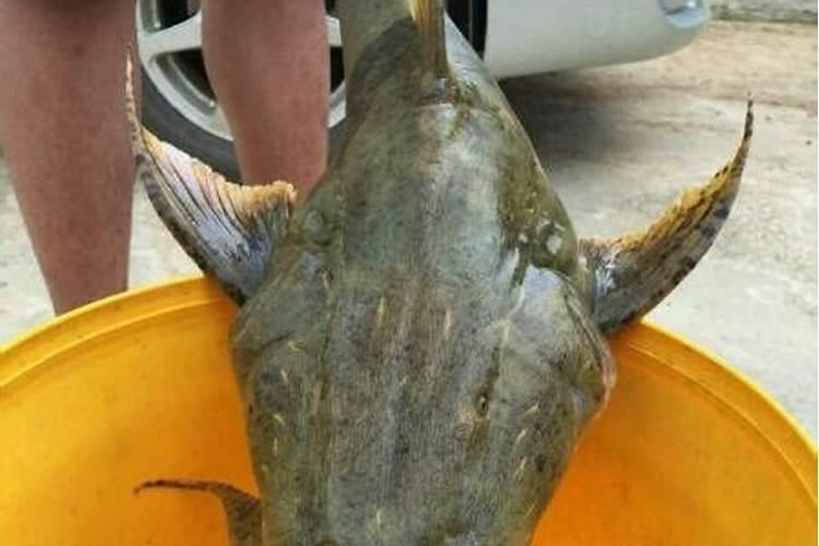 作物使用鱼蛋白肥会有什么效果？