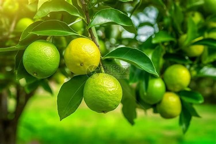 麒麟不发芽是什么原因呢