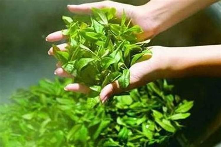 植物缺钙,怎么补救？