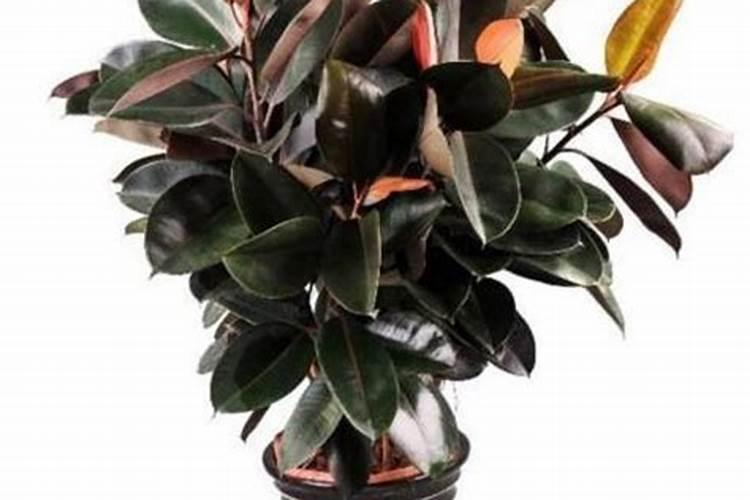 玫瑰花施什么肥？