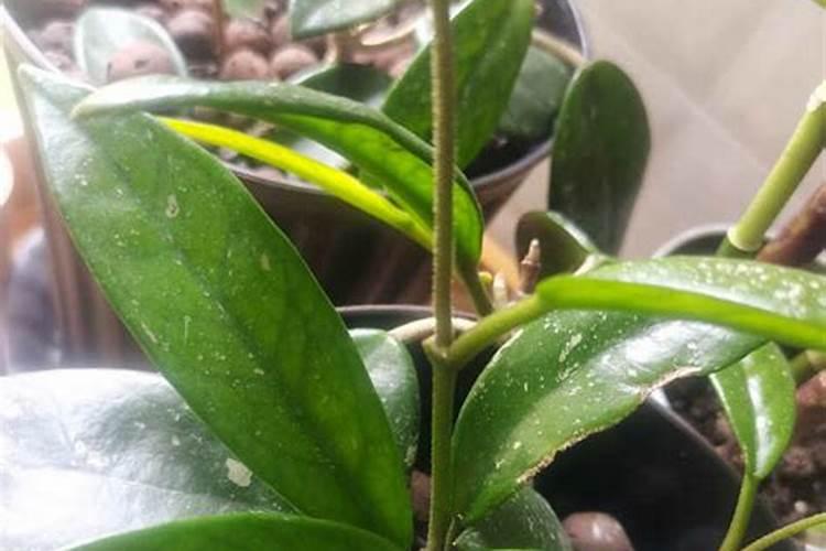 常用的化肥有哪些种类