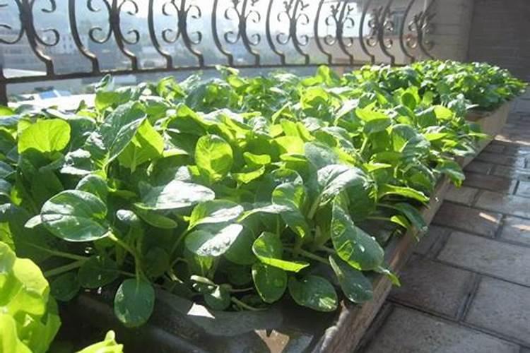 盐碱地下尿素可以吗