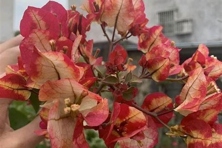 三角梅施什么肥最好