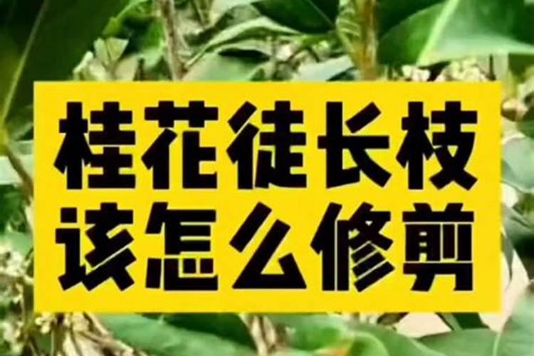 金桂的养殖方法及注意事项