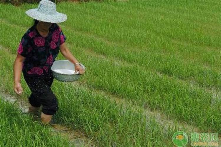 种植韭菜、葱和蒜忌用哪些肥料？会产生什么后果？