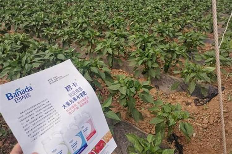 水稻追施叶面肥行吗？水稻冲施肥批发,水稻冲施肥有哪些？水稻叶面肥...