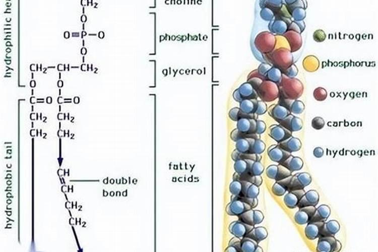 磷酸的主要用途有哪些？