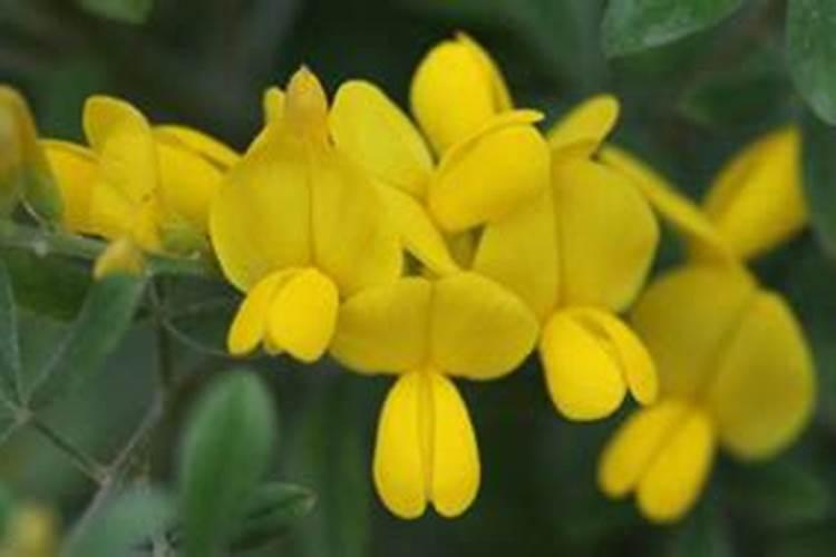 金雀花怎么养 掌握不干不浇