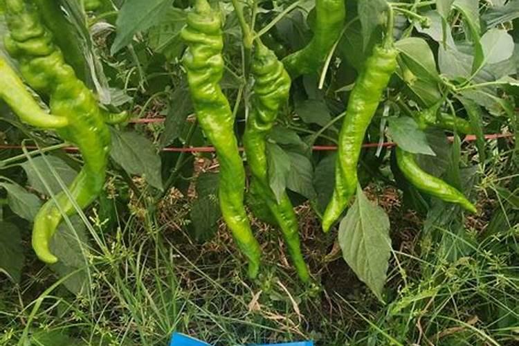 辣椒花期果期保花保果用磷酸二氢钾或糖醇硼多少克