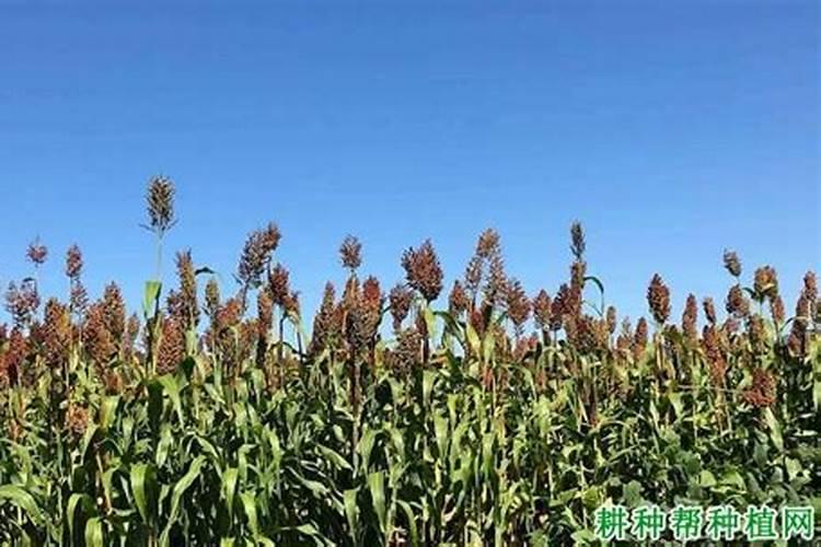 玉米科学施肥的要点 玉米养殖需要怎么施肥