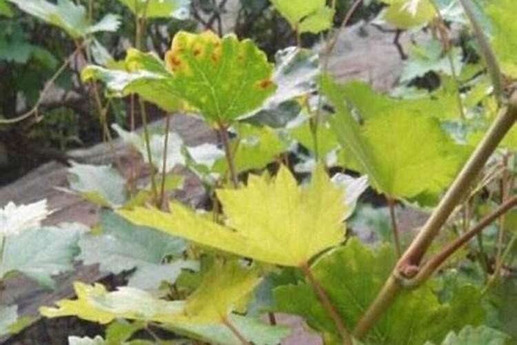 海棠花施什么肥好