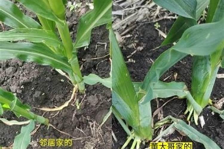 玉米生根剂增产效果好吗