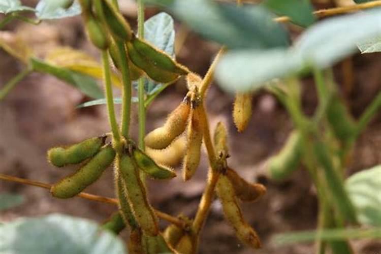 哪种元素对大豆有特殊作用