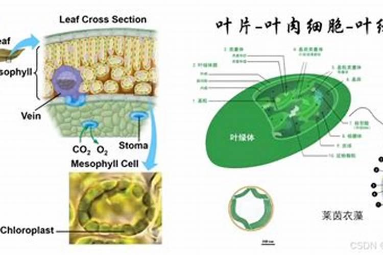 阴雨天气能不能给草莓喷洒叶面肥？