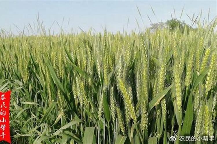 叶面肥和控旺剂能一起用吗