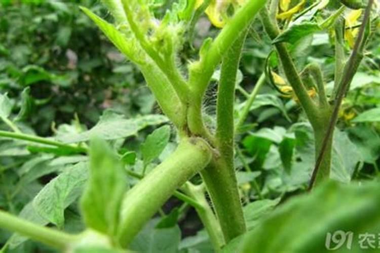 硼肥主要是座果还是膨果