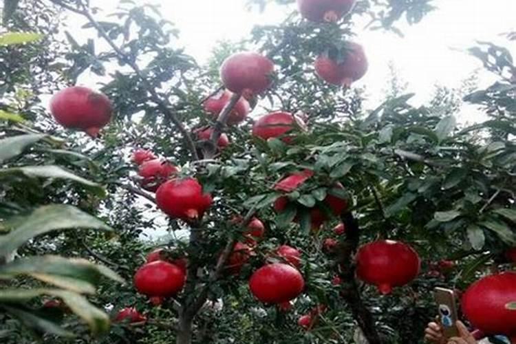 石榴树秋季施什么肥