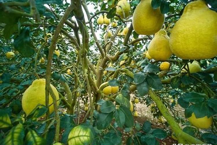 柚子树挂果少什么原因？