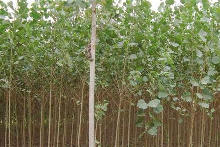 杨树怎么施肥？