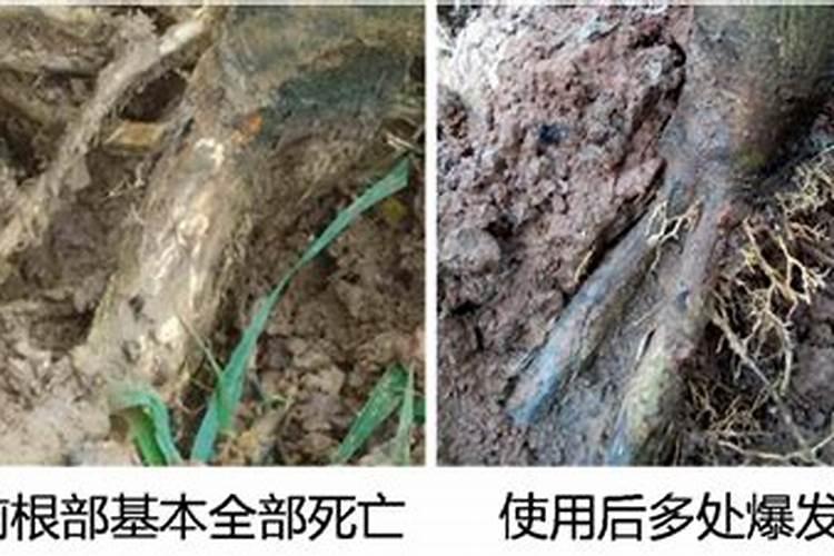 什么样的冲施肥效果较好？该如何施用？