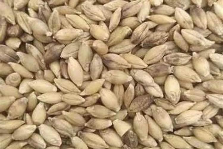 海东市平安区有青稞种植吗