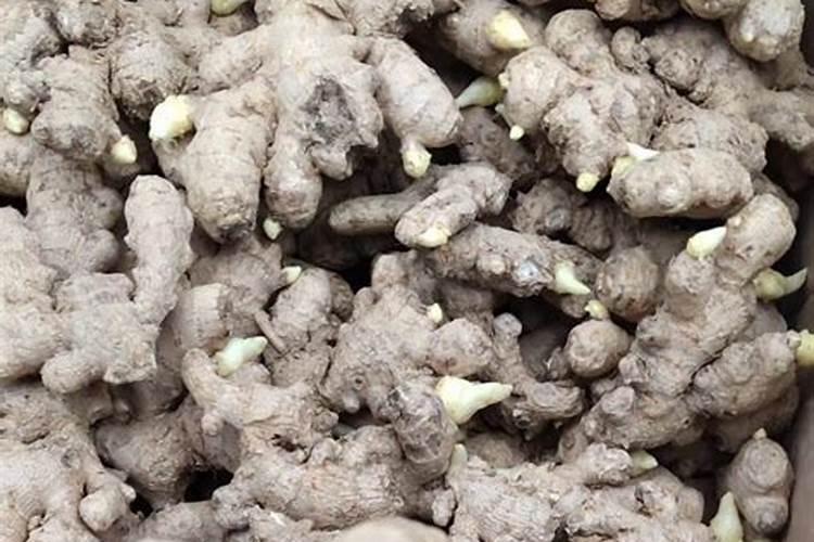 果树专用肥有什么推荐？