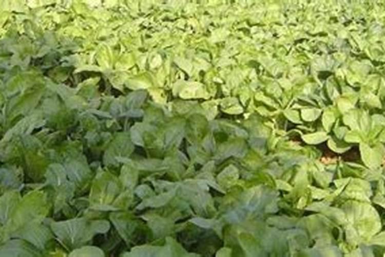 复合肥的正确使用方法浇菜