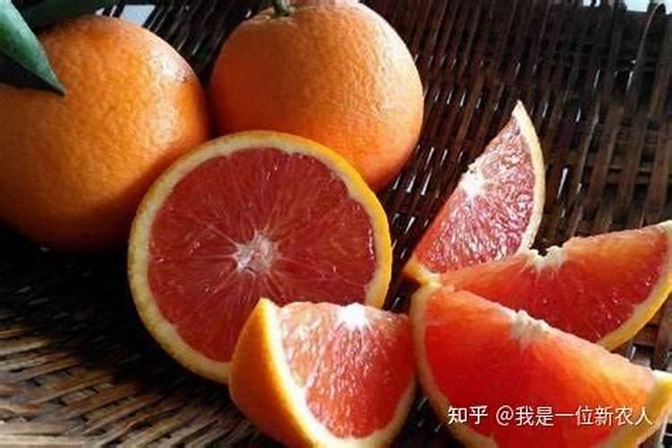 血橙树什么时候施肥最好