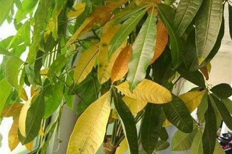 天冷了,花椰菜不现球怎么办？