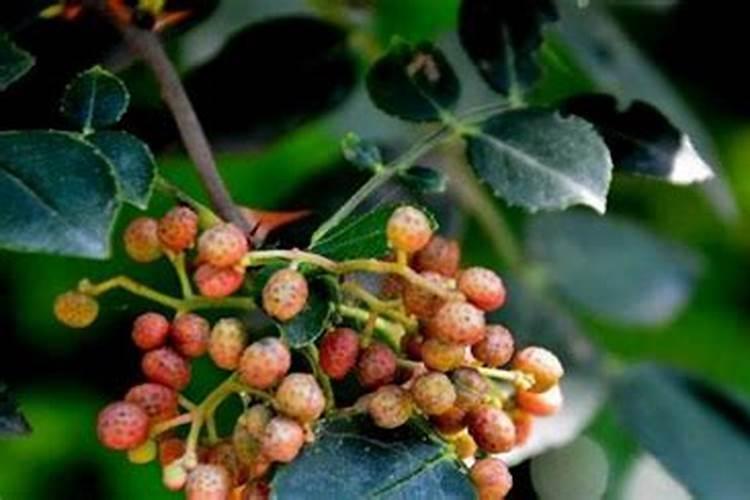 花椒树旱地水溶肥怎么施？