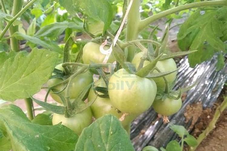 番茄中后期冲什么肥料