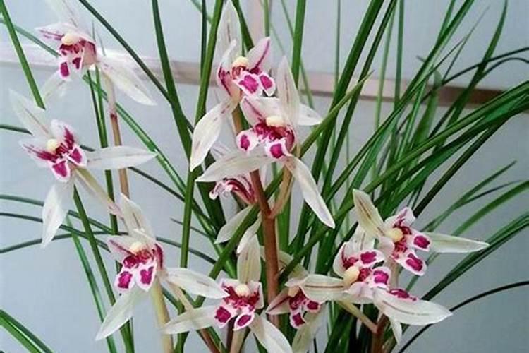 兰花叶面肥有哪些