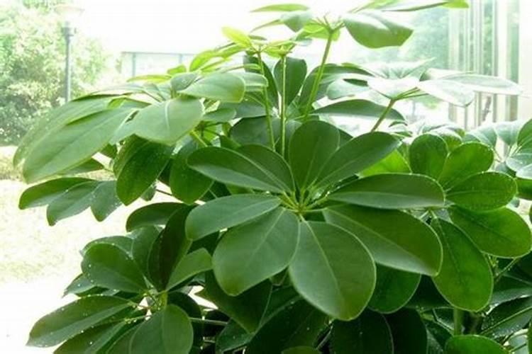 七叶莲如何扦插方法