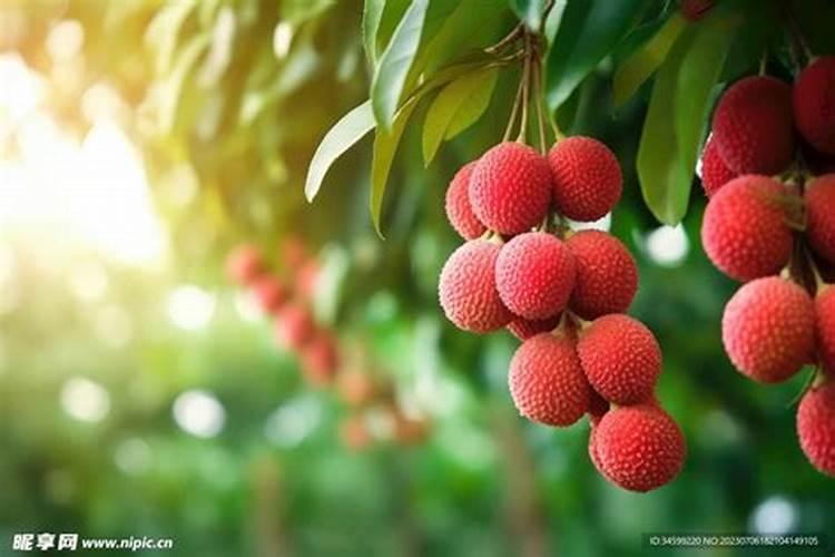 荔枝果树抽冬梢后喷施什么叶面肥