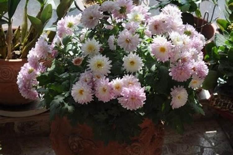 养花注意施肥浓度否则会引起肥害,肥害有哪些症状？