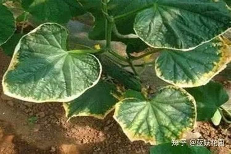 向日葵肥害有什么症状