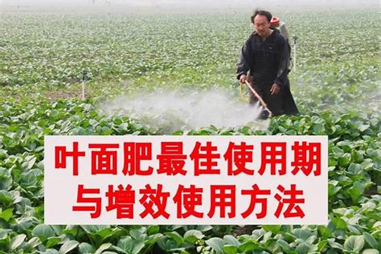 中药材什么时候用肥比较好？打什么叶面肥长的快？