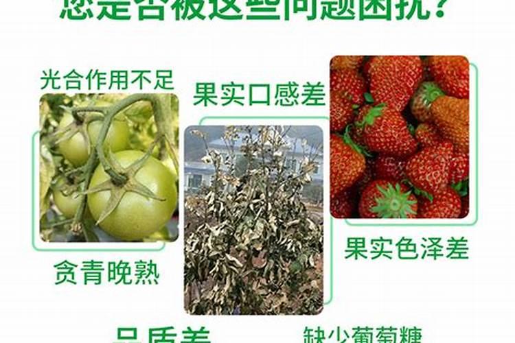 果树叶面肥喷施时间