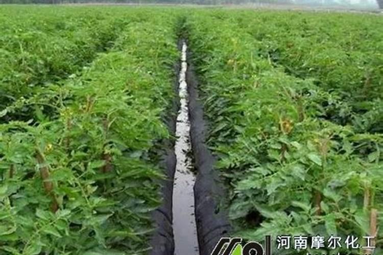 忌氯的蔬菜有哪些,哪些蔬菜作物不能用含氯肥料