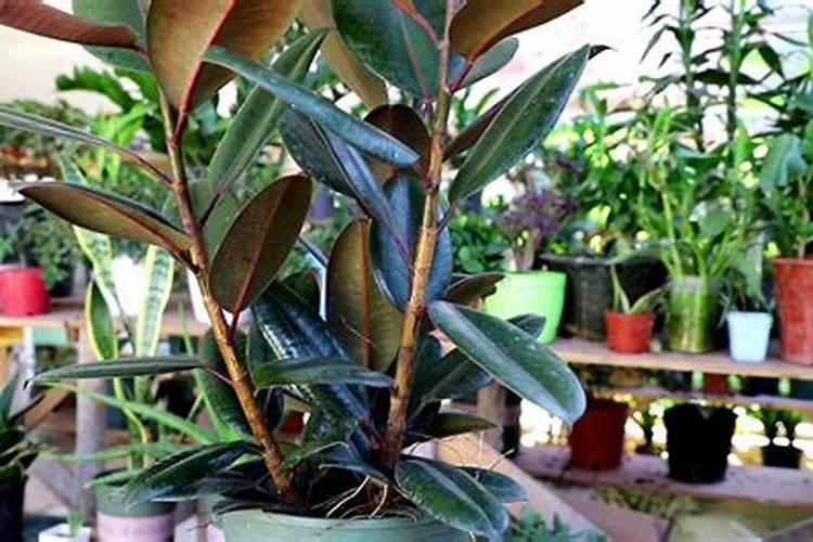 橡皮树施什么肥好