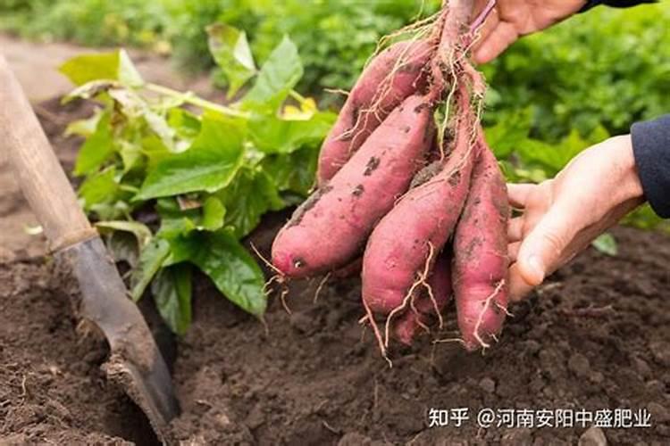 葡萄的产地有哪些