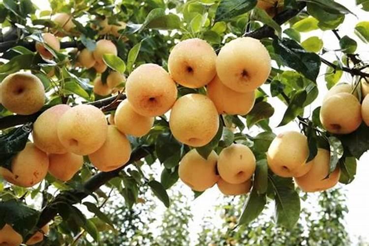 猕猴桃幼果膨大期氮磷钾怎么施肥更合理