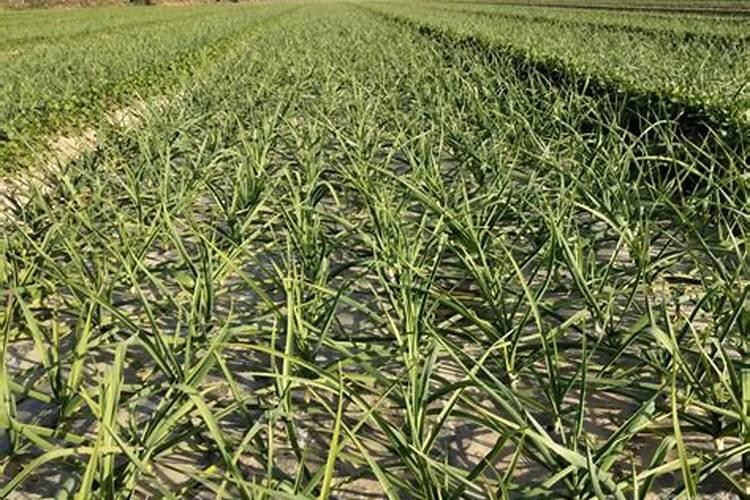 大蒜打防冻剂有效果吗？