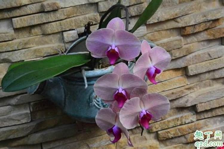 正在开花的蝴蝶兰还能施肥吗