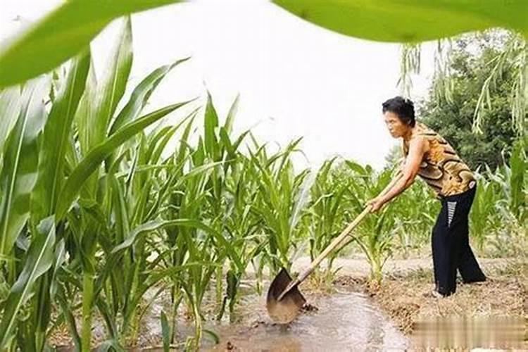 钙镁磷肥有什么作用？钙镁磷肥使用方法和注意事项